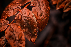 赛场之上，荣耀之争！冰球半决赛赛程揭晓！